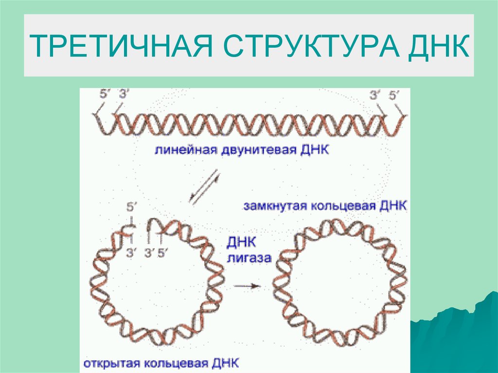 Днк имеет структуру. Третичная структура структура ДНК. Третичная структура ДНК суперспирализация. Строение ДНК третичная структура. Тертичнаяструктура ДНК.