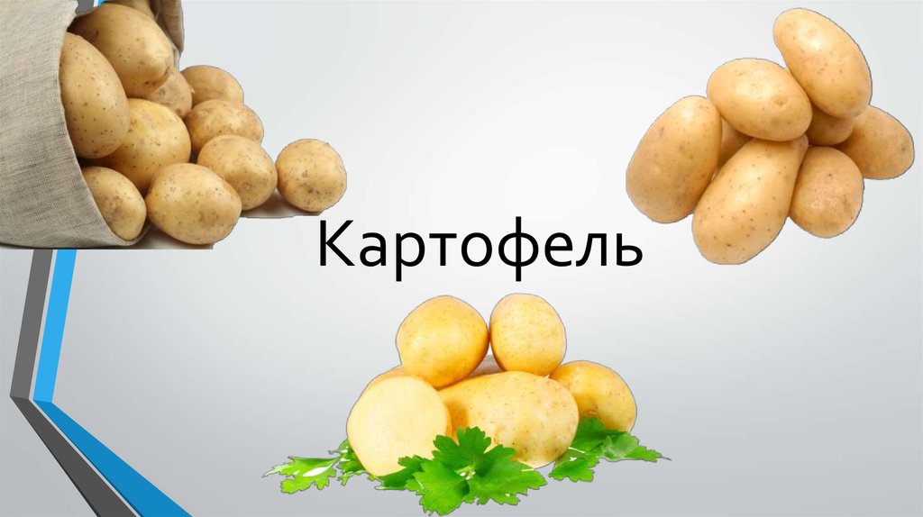 Плотность картофеля. Средняя плотность картошки. Плотность картофелины. Определение плотности картофеля.