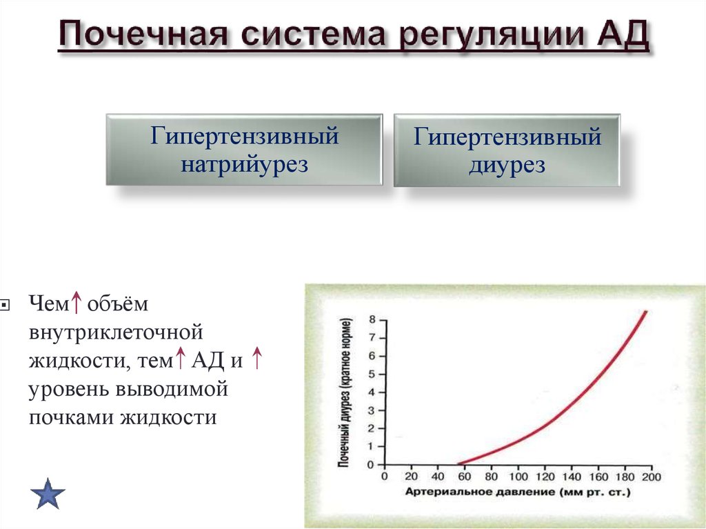 Почечная система регуляции АД