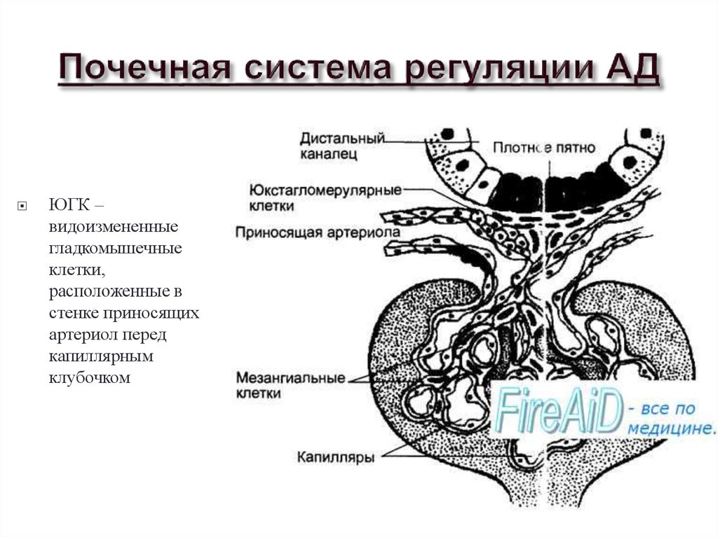 Юкстагломерулярный аппарат схема