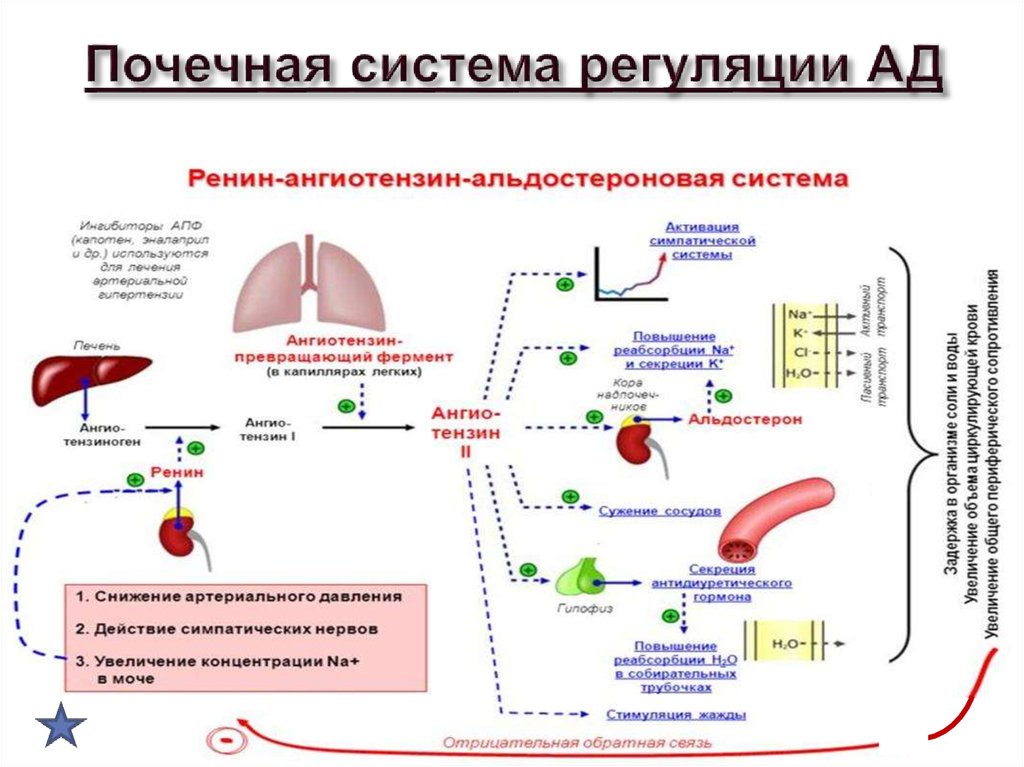 Давление механизм давления. Роль почек в регуляции артериального давления. Регуляция артериального давления почками схема. Схема регуляции артериального давления физиология. Функция почек регуляция уровня артериального давления.