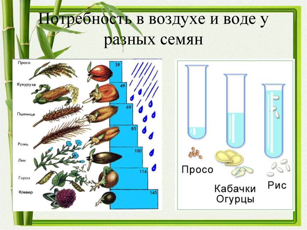 Условия роста растений 6 класс. Развитие растений. Развитие растений презентация. Семена растений для презентации. Рост растений 6 класс биология.