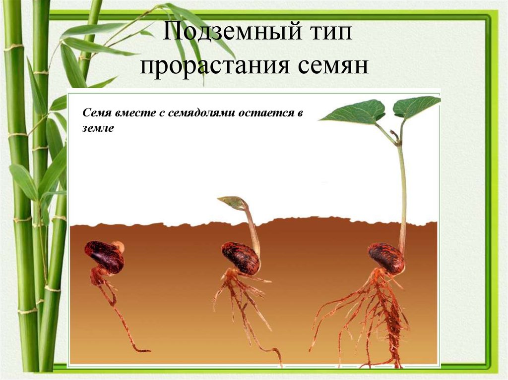Презентация рост и развитие растений 6 класс. Подземный Тип прорастания семени. Надземное и подземное прорастание семян. Типы прорастания семян. ИИП прорастания семени.