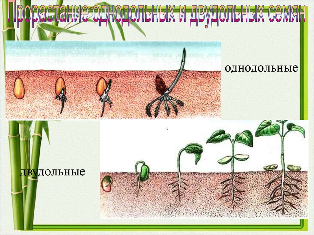 Урок размножение 6 класс. Прорастание однодольных семян. Цикл развития однодольных растений. Размножение однодольных. Прорастание однодольных и двудольных семян.