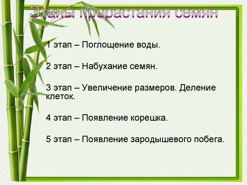 В чем заключается процесс развития для растения. Рос и развитие растений 6 класс. Этапы растений. Развитие растений это в биологии. Рост растений 6 класс биология.