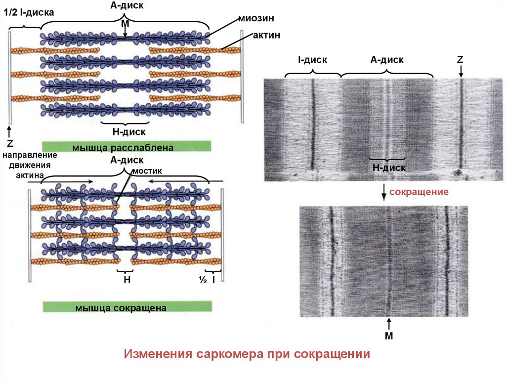 Сокращение саркомера. Саркомера мышечного волокна. Строение саркомера мышечного волокна. Саркомер в расслабленном и сокращенном состоянии. Саркомер поперечно-полосатого мышечного волокна.