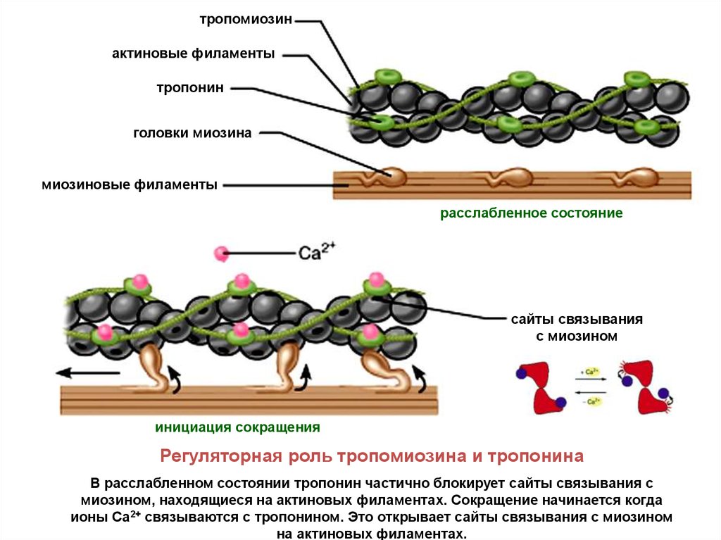 Сокращение белков. Актин тропонин тропомиозин. Актиновые филаменты строение. Актиновые и миозиновые филаменты. Регуляторные белки тропонин тропомиозин.