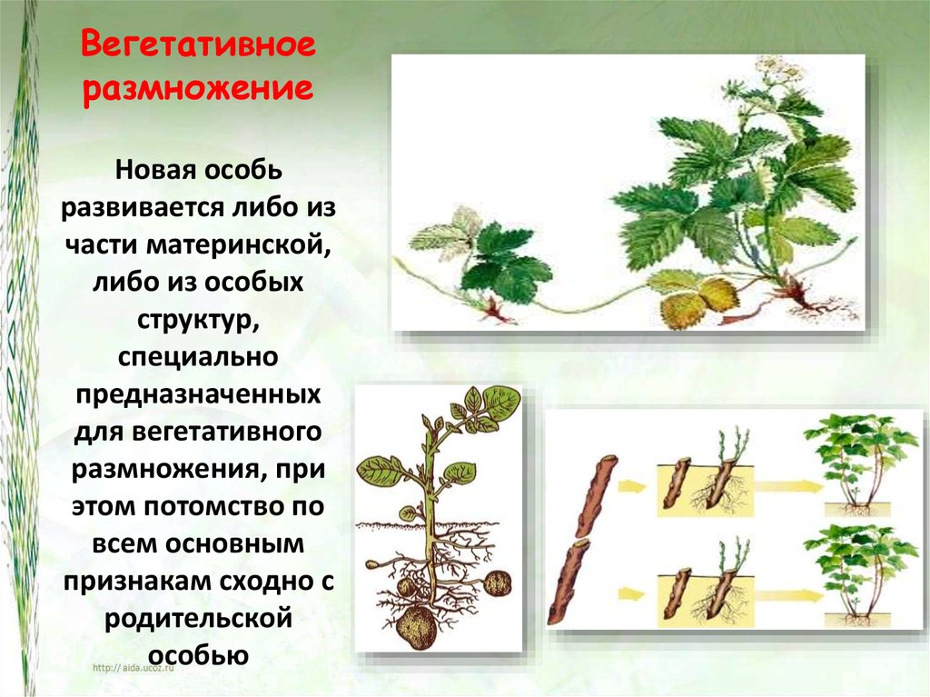 С помощью какой женской клетки происходит размножение растения изображенного на рисунке