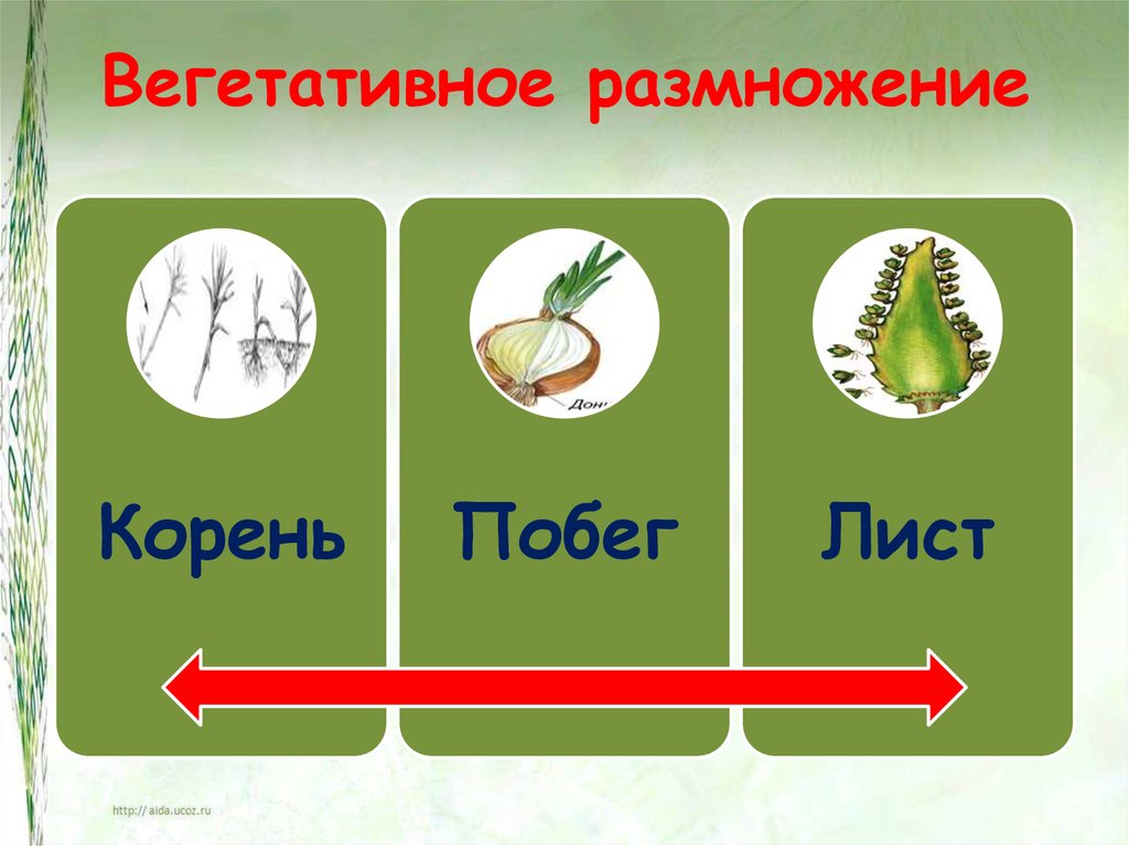 Какая проблема связанная с размножением сохранилась в жизни растений после их выхода на сушу