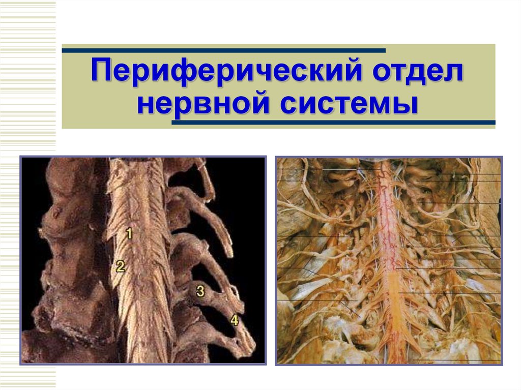 Периферический отдел. Отделы периферической нервной системы. Нервы периферической нервной системы. Периферийный отдел нервной системы. Периферическая нервная система это в биологии.