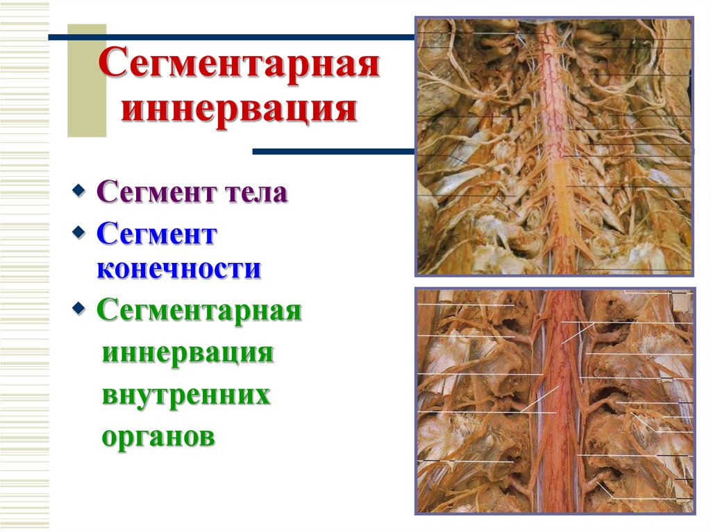 Тело сегментировано. Сегментированные конечности. Сегментарная иннервация внутренних органов. Позвоночник иннервация органов. Сегментированное тело.