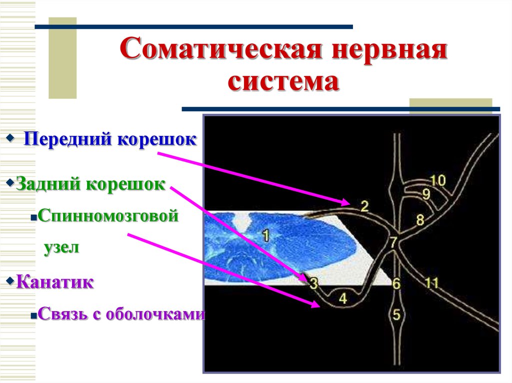 Соматическая нервная система