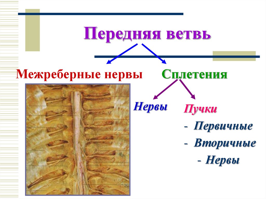 Передняя ветвь