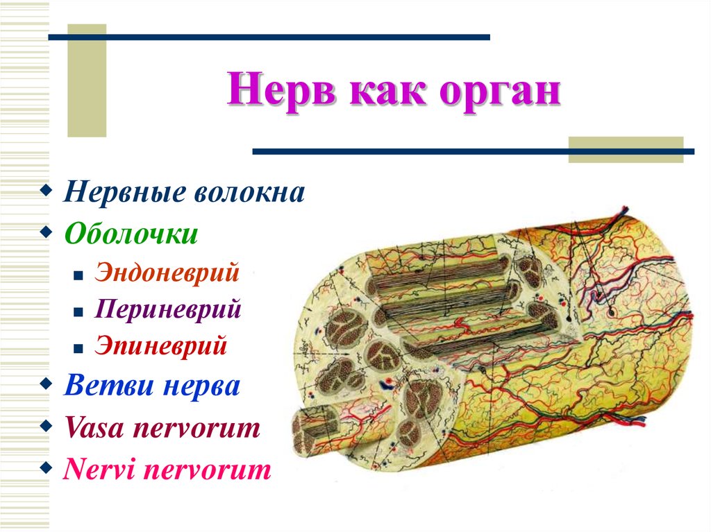 Нерв как орган