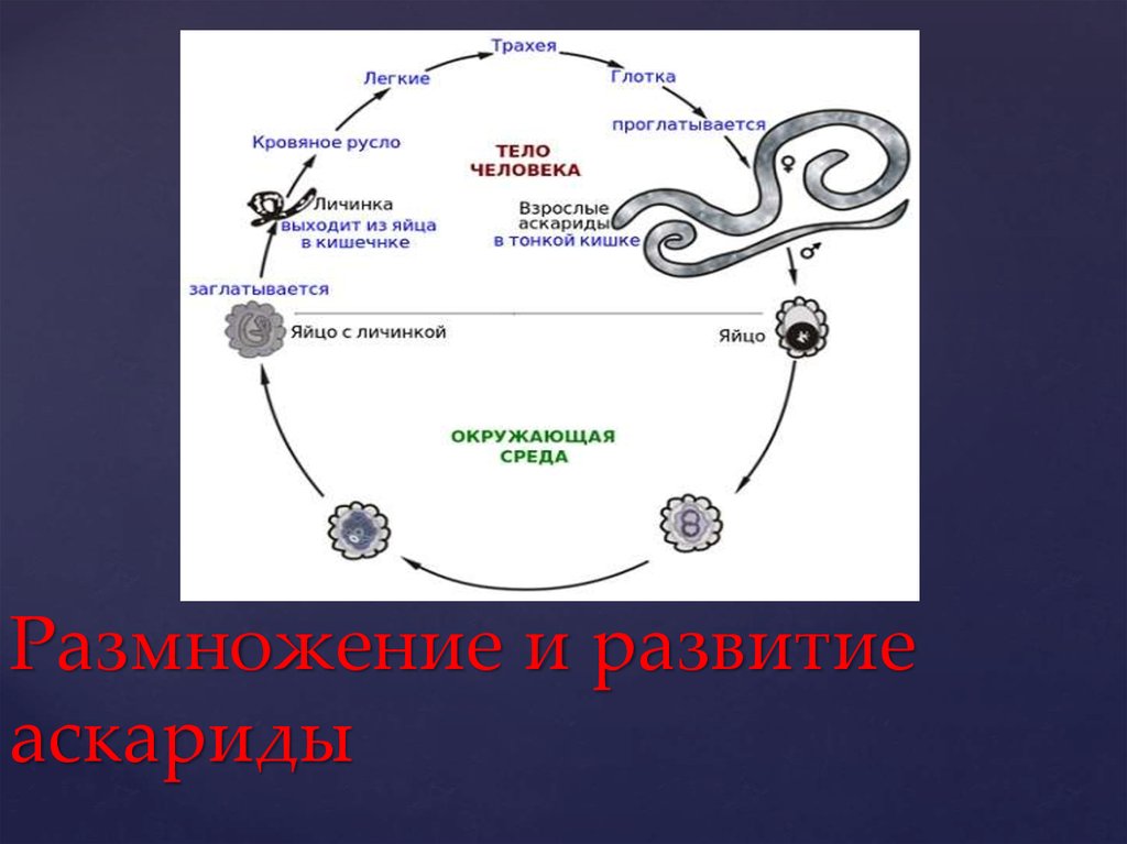 Стадия жизненного цикла червя. Тип круглые черви цикл развития. Размножение круглых червей схема. Цикл развития аскариды человеческой схема. Цикл развития круглых червей.