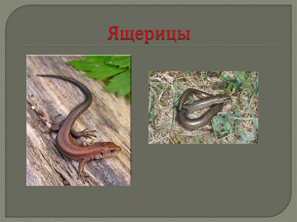 Герпетофауна Тверской области