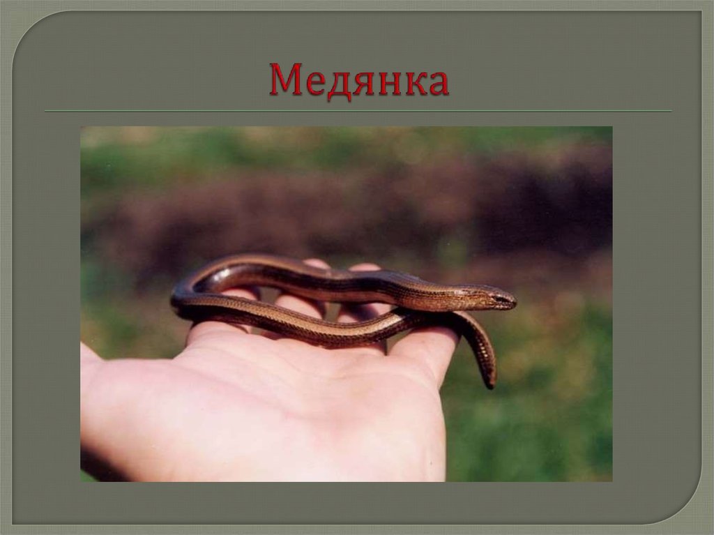 Медянка змея ленинградская область. Безногая ящерица веретеница ломкая. Медянка змея. Безногая ящерица веретеница медянка. Змея медянка обыкновенная.