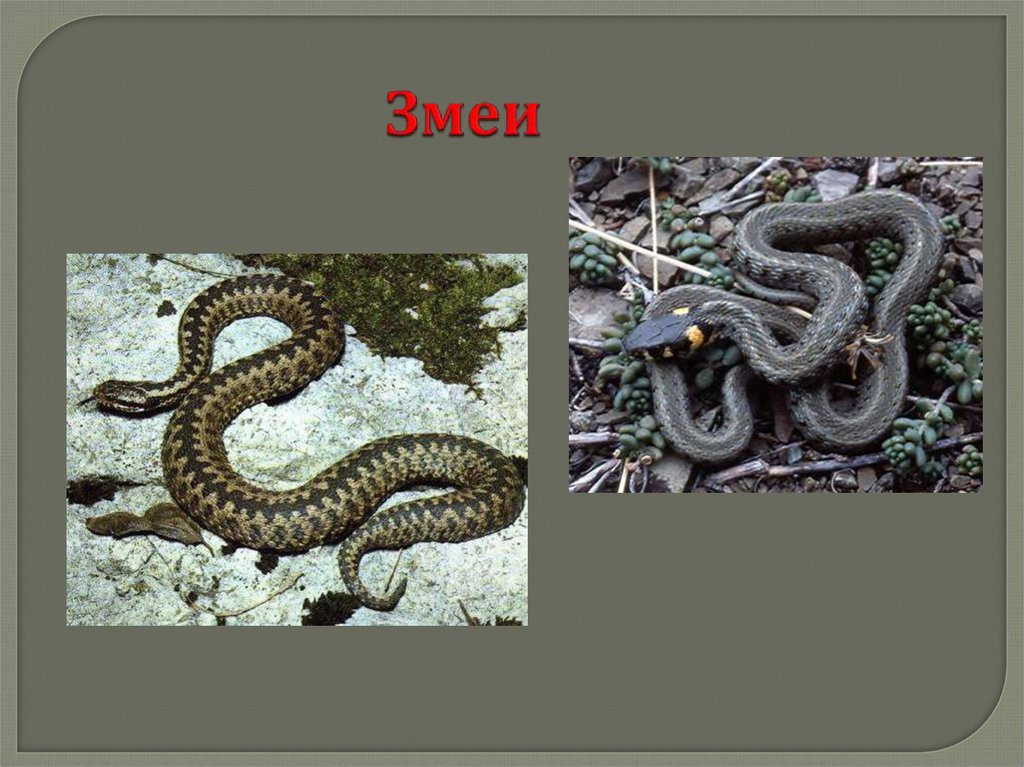 Лягушка прудовая