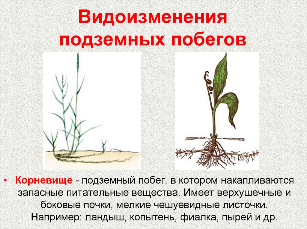 Докажите что корневище растений является побегом