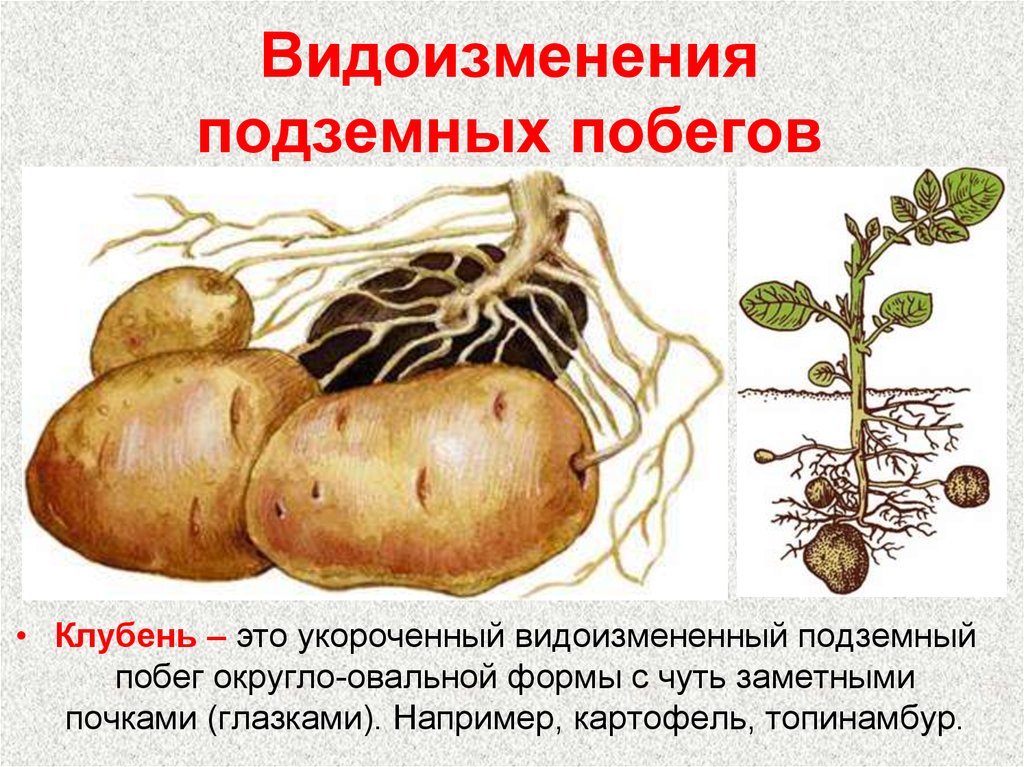 У картофеля образуются укороченные подземные побеги округлой