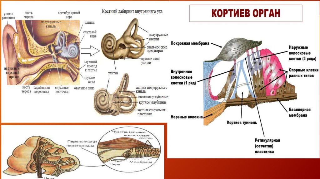 Чувствительные клетки внутреннего уха. Строение слуховых рецепторов улитки. Внутреннее ухо овальное окно функции. Кортиев орган слуховой нерв. Слуховой анализатор строение улитки.