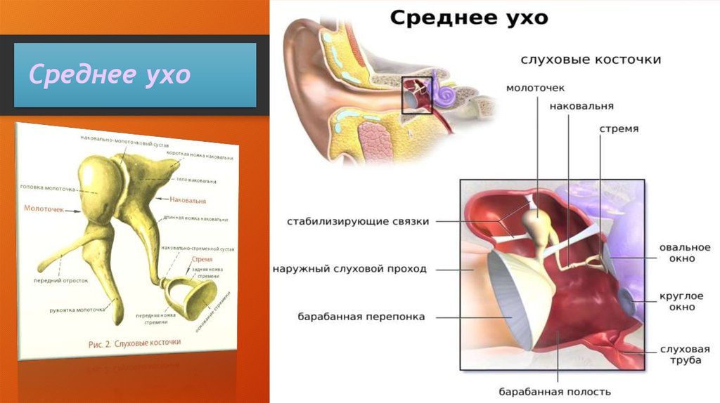 Какие структуры расположены в полости среднего уха