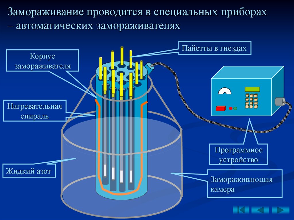 Замораживание Спермы