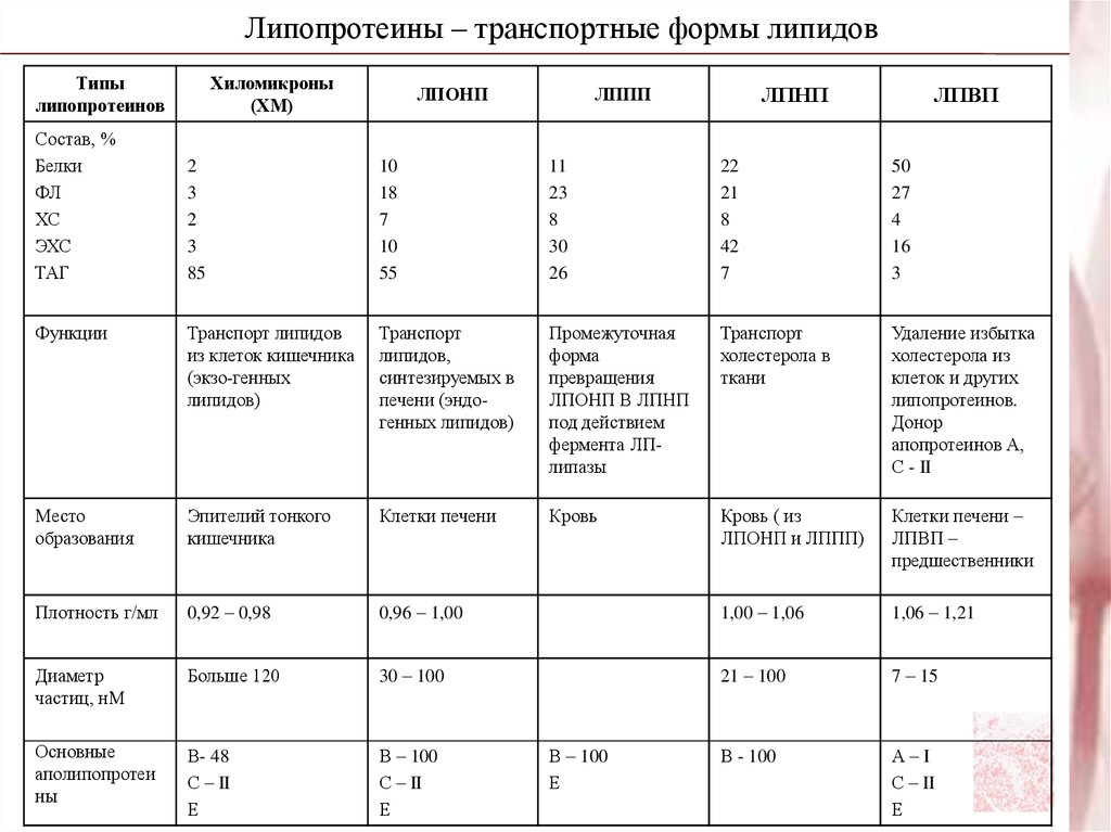 Липиды и липопротеины. Таблица состав липопротеинов.