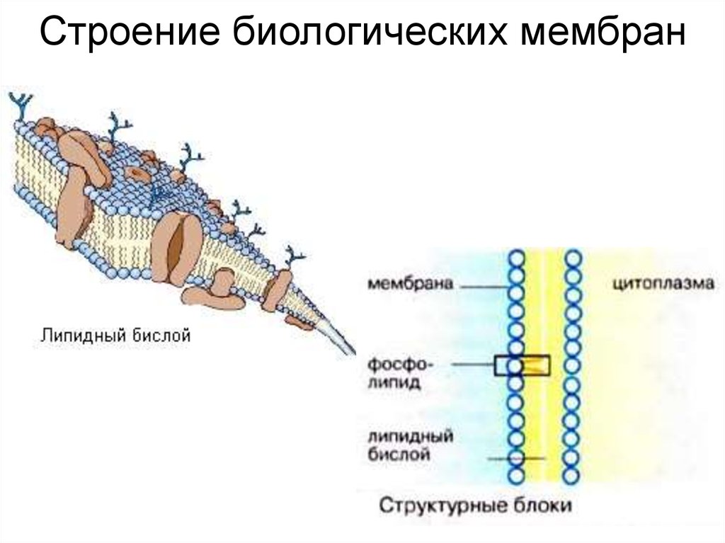 Какое строение биология. Строение биологической мембраны. Строение биомембраны. Структура биологических мембран физиология. Биологические мембраны их строение.