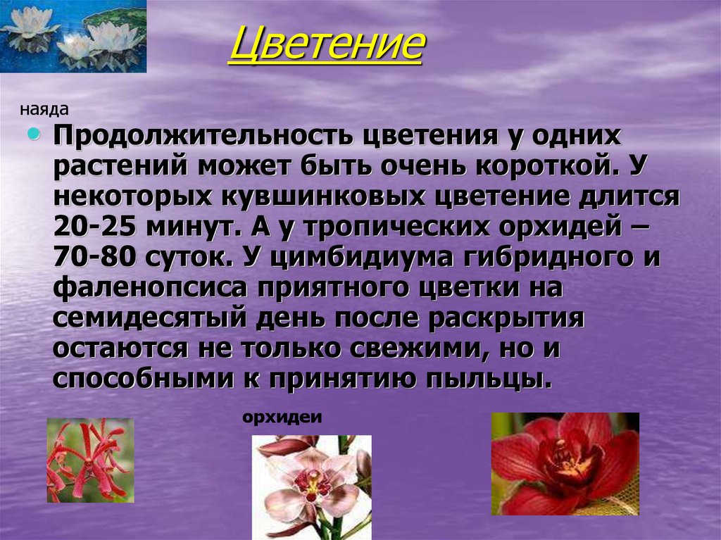 Значение процесса цветения в жизни растения. Цветение и опыление цветков. Цветение и опыление растений 6 класс. Цветение определение. Процесс цветения.
