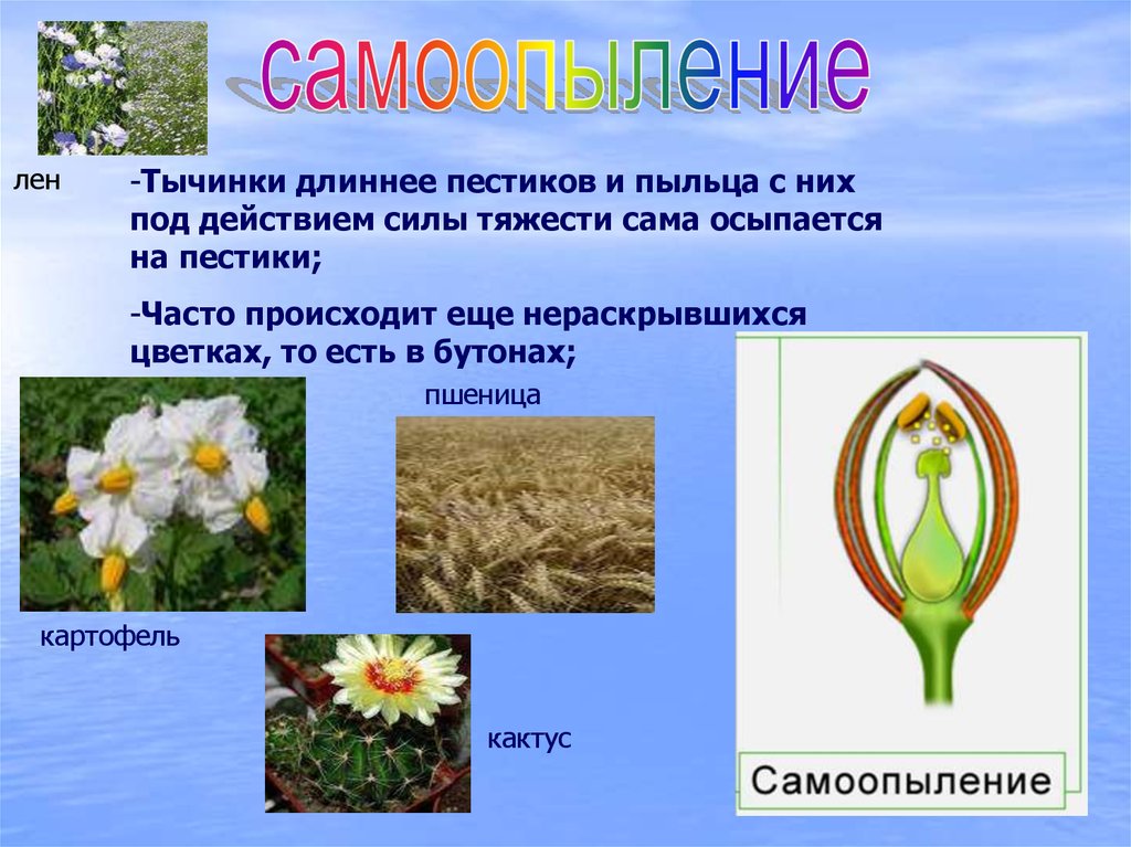 Схема самоопыления хвойные. Какие растения опыляются сами. Пшеница опыляется ветром. Цветение и опыление растений 6 класс презентация. Как происходит самоопыление у растений.