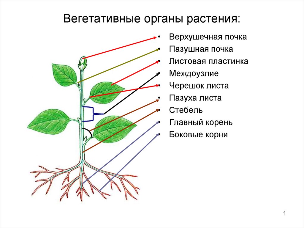 Генеративные органы перечислить. Вегетативные органы растений. Строение вегетативных органов. Вегетативные органы растений: корень, побег, стебель, почки, лист.. Верхушечные и пазушные почки.