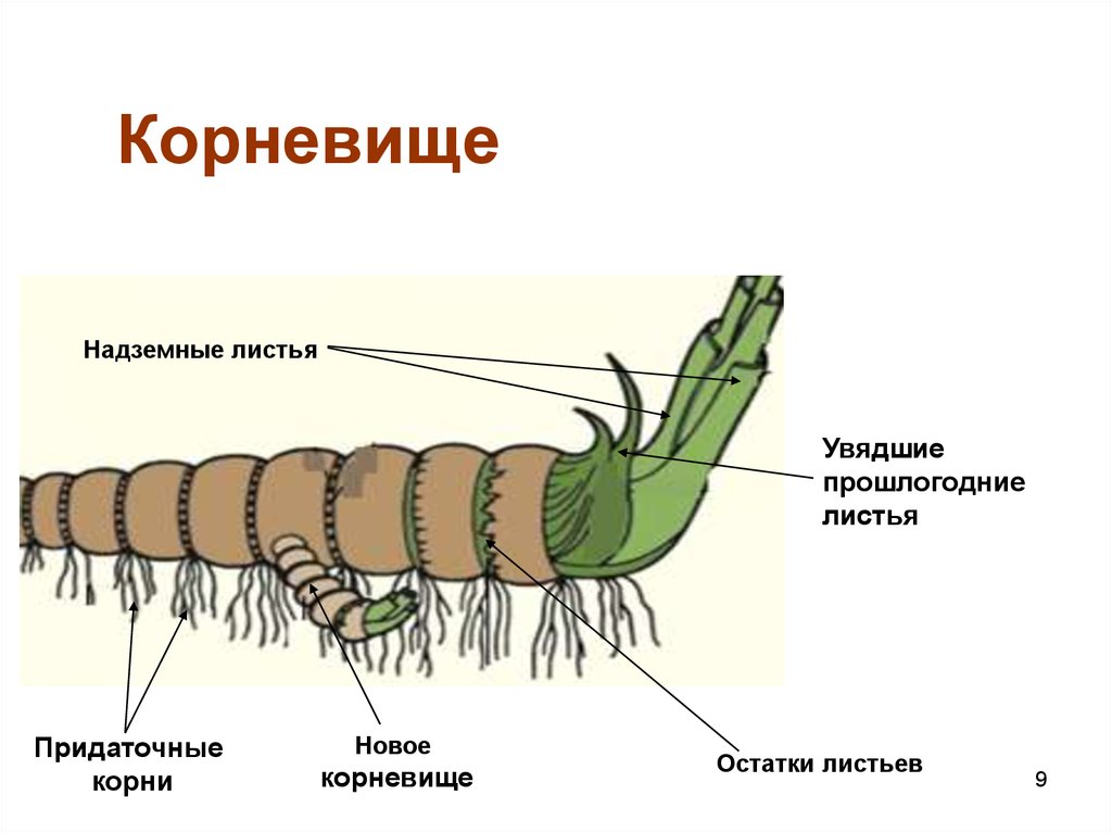 Корневище рисунок с подписями