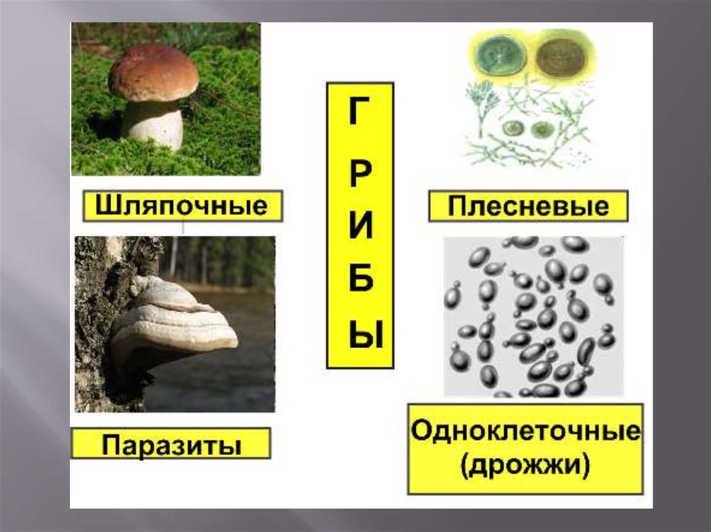 Царство грибы 6 класс биология презентация