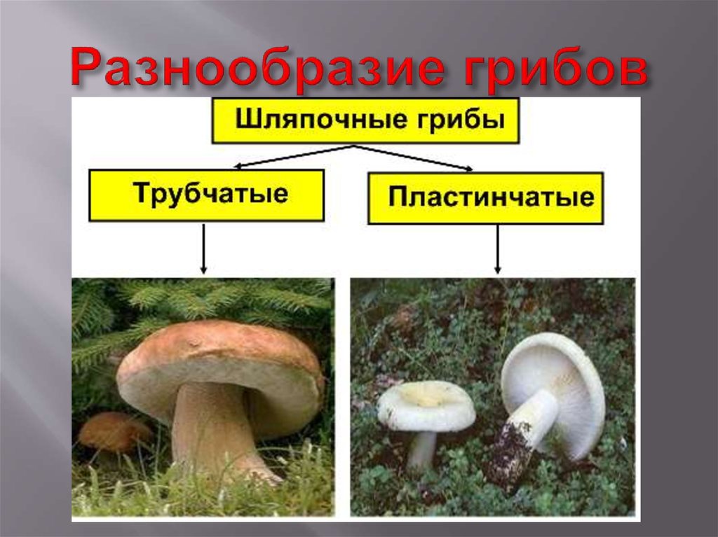 Шампиньон трубчатый или пластинчатый гриб. Грибы разнообразие. Многообразие грибов. Шляпочные грибы. Разнообразие шляпочных грибов.