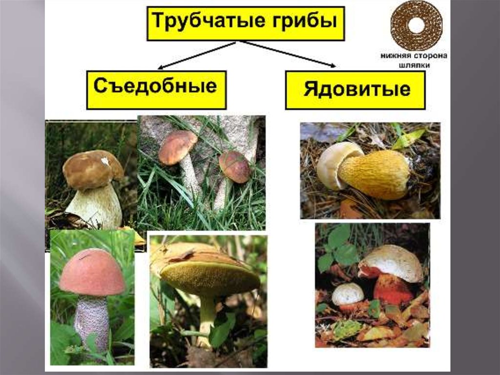 Какие съедобные грибы относятся к трубчатым грибам. Несъедобные трубчатые грибы. Трубчатые ядовитые грибы названия. Несъедобные трубчатые грибы названия. Ядовитые Шляпочные грибы.