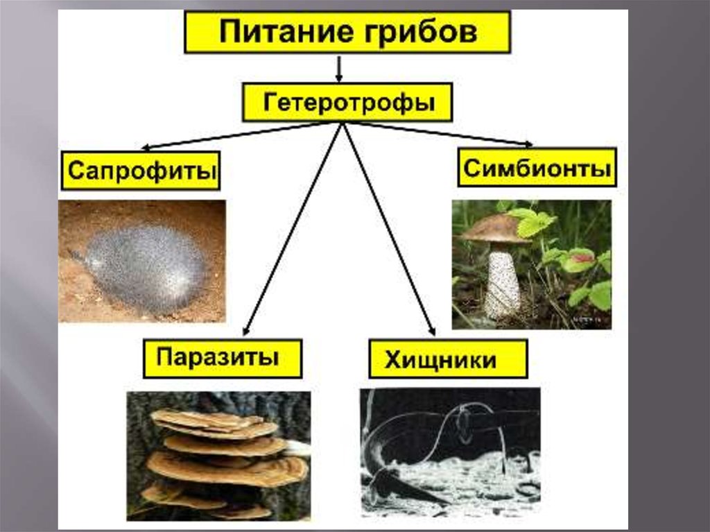 Группы грибов паразитов