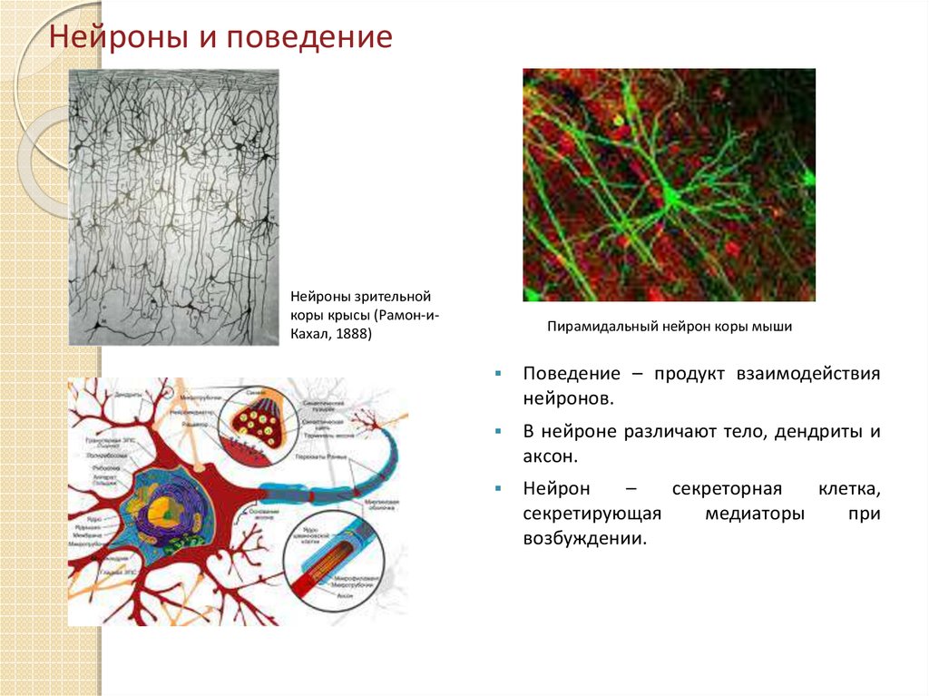 Осуществляет связь между нейронами какой нейрон. Нейроны зрительной коры. Нейрон поведение. Взаимодействие нейронов. В нейроне различают.