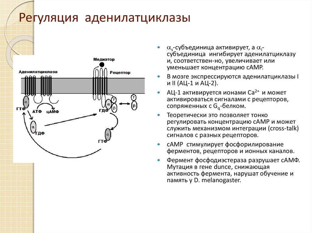 Аденилатциклаза это