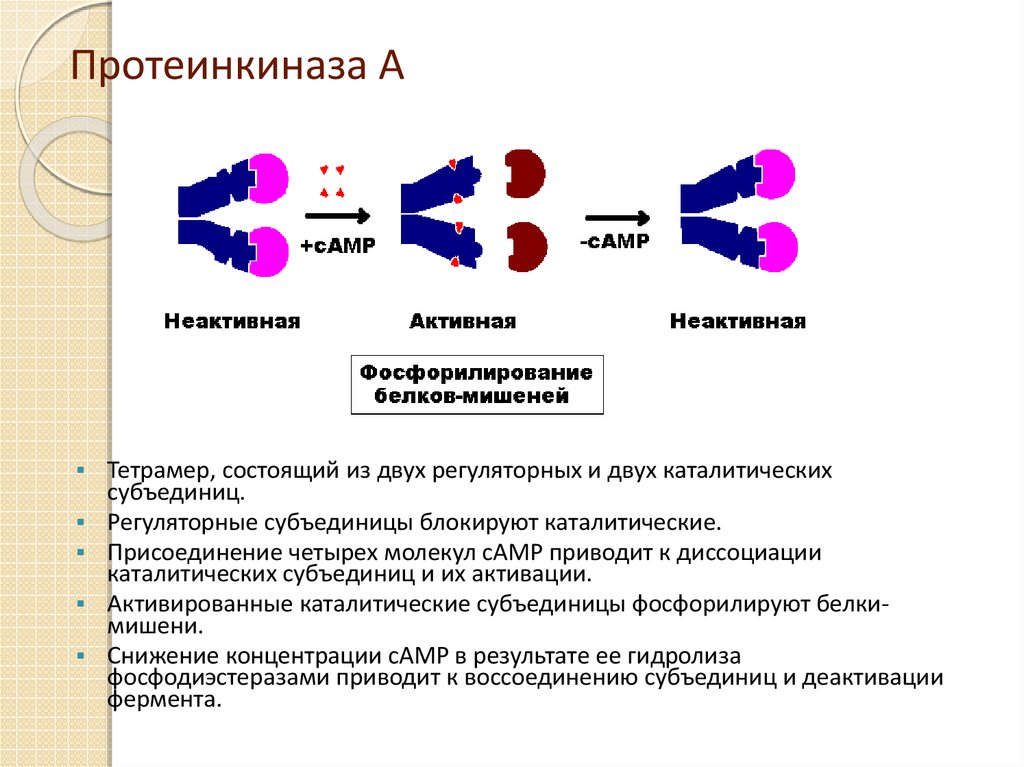 Протеинкиназа а. Строение протеинкиназы. Протеинкиназа строение и функции. Протеинкиназа а строение. Механизм активации протеинкиназы g.