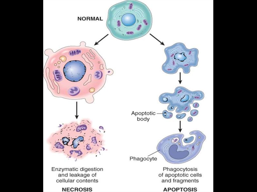 Презентация на тему некроз апоптоз
