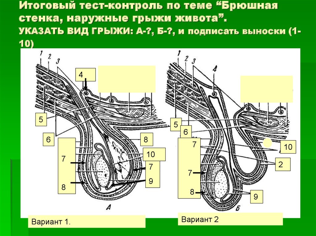 Кровоснабжение передней брюшной стенки. Наружные брюшные грыжи. Грыжи живота топографическая анатомия.