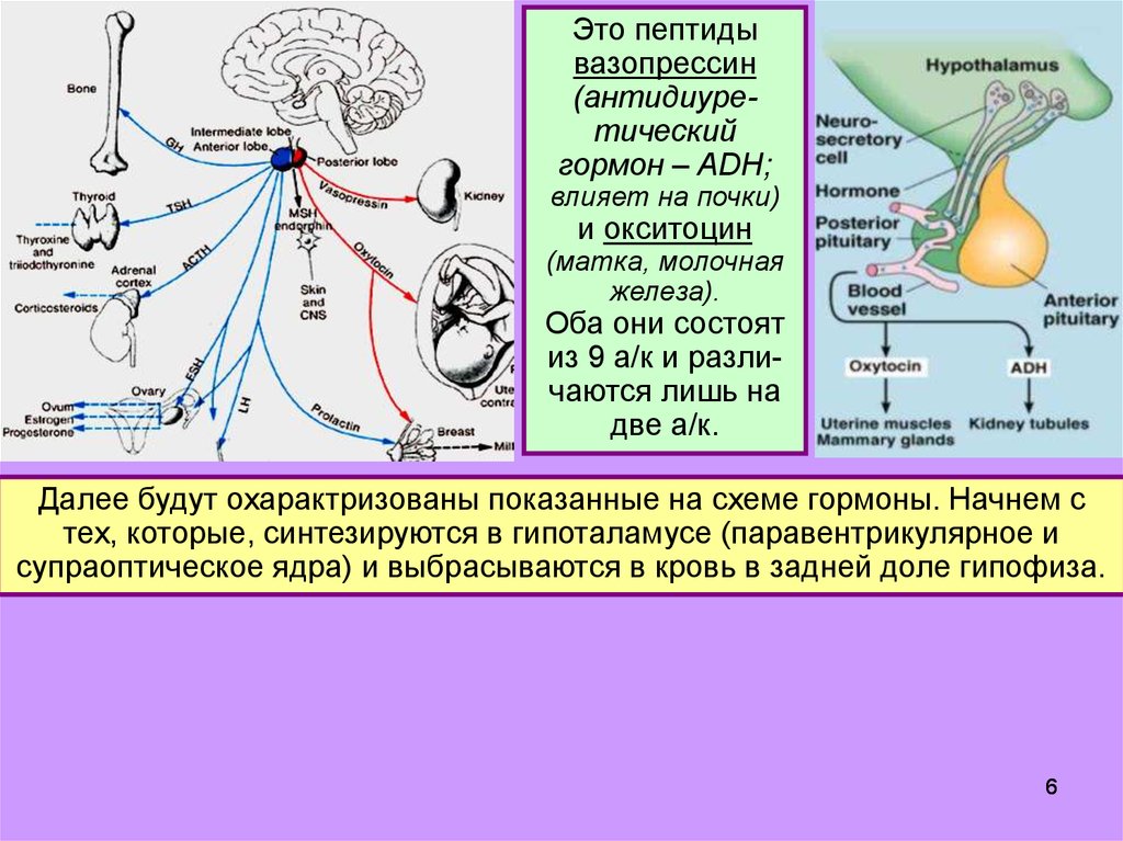 Гормон центральной нервной системы. Антидиуретический гормон (АДГ). Механизм секреции вазопрессина. Вазопрессин гормон гипофиза. Схема регуляции секреции вазопрессина.
