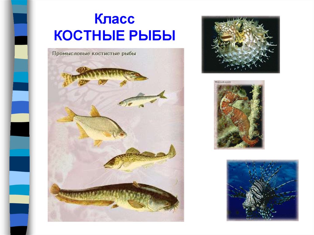 Рыбы примеры 3 класс. Класс костные рыбы. Класс рыбы представители. Разнообразие рыб. Костные рыбы представители.