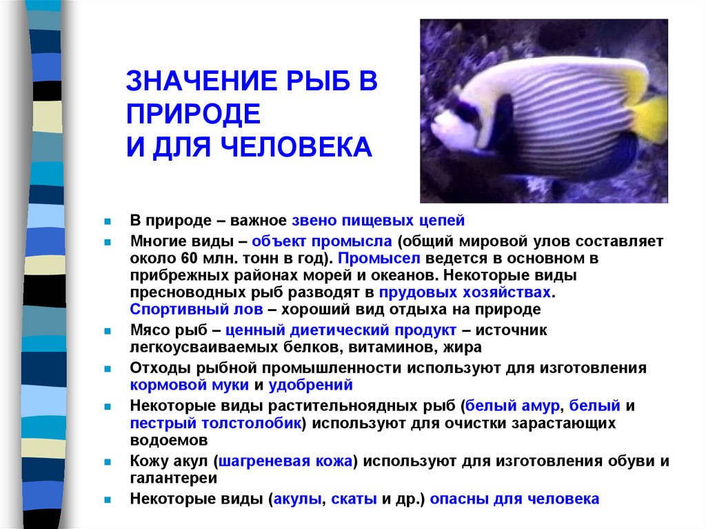 Хозяйственное значение в природе. Значение рыб. Роль рыб в природе. Рыбы в природе и жизни человека. Значение рыб в природе и жизни человека.