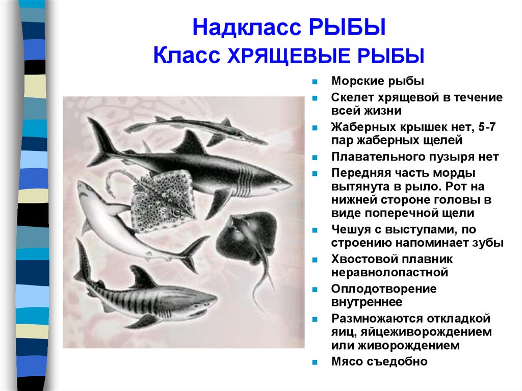 Особенности класса хрящевые рыбы. Краткий конспект по биологии класс хрящевые рыбы. Хрящевые и костные рыбы биология 7 класс. Отряды и представители хрящевых рыб. Многообразие рыб: класс хрящевые рыбы.