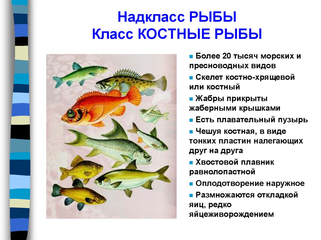 Особенности классов костные рыбы. Конспект про рыб биология 7 класс. Биология 7 класс конспект Надкласс рыбы. Биология 7 класс тема класс костные рыбы. Конспект по биологии костные рыбы кратко.