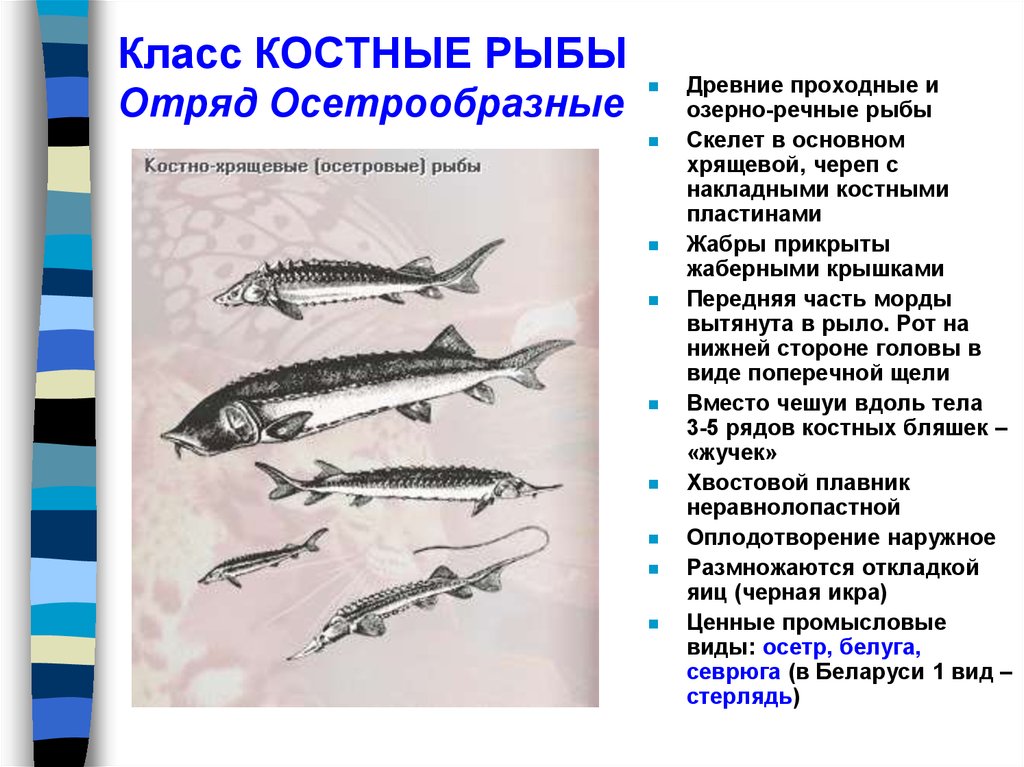 Назовите черты строения древней группы рыб. Отряды костных рыб 7 класс биология. Внешнее строение осетрообразных рыб. Класс рыбы представители. Костные рыбы Осетрообразные.