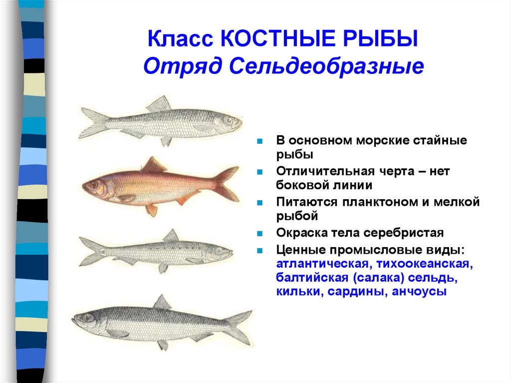 Многообразие рыб 7 класс