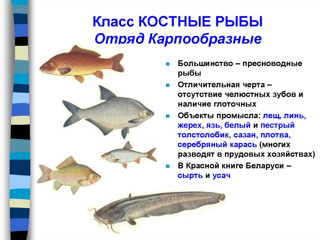 Перечислить классы рыб